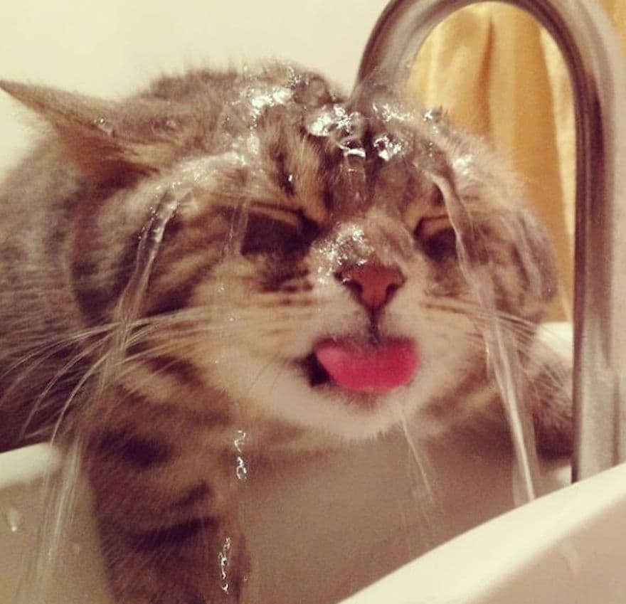 ActualBobCat