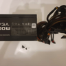[EVGA B-STOCK] 600 W 80+ Certified ATX Power Supply
