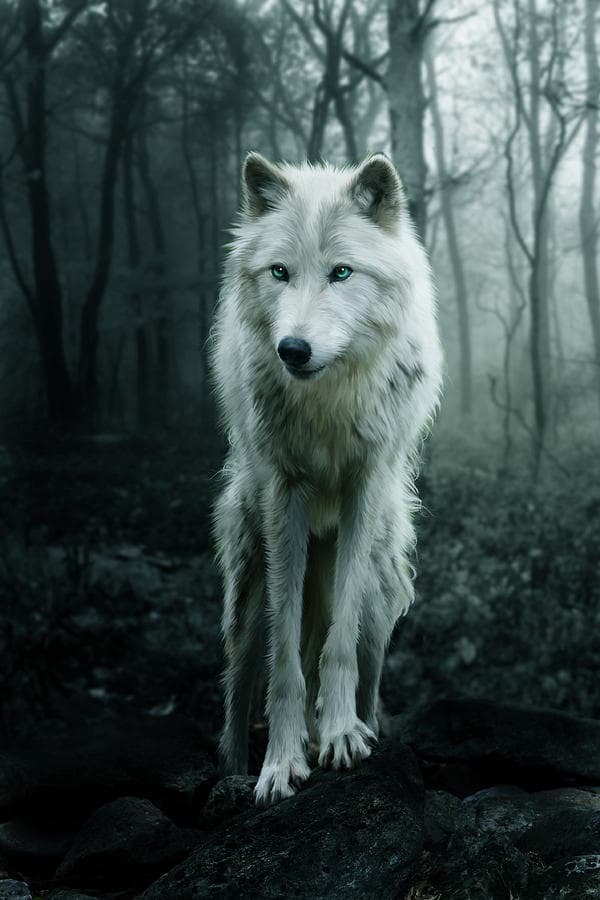 Arctic Wolf - Ryzen 7 7800X3d | Nvidia 4070 OC 12GB | 32GB @6000 MT/sec | 4TB NVME | 1000W Gold PSU