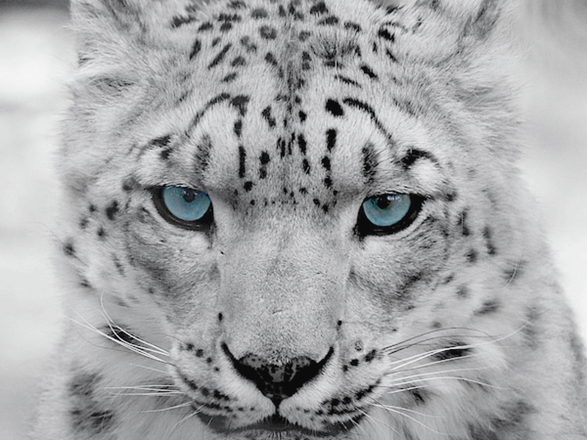 Snow Leopard - RTX 5070 Ti OC | Ryzen 7 9800x3d | 2TB NVME | 32GB @6400 MT/sec | 1000W Gold PSU