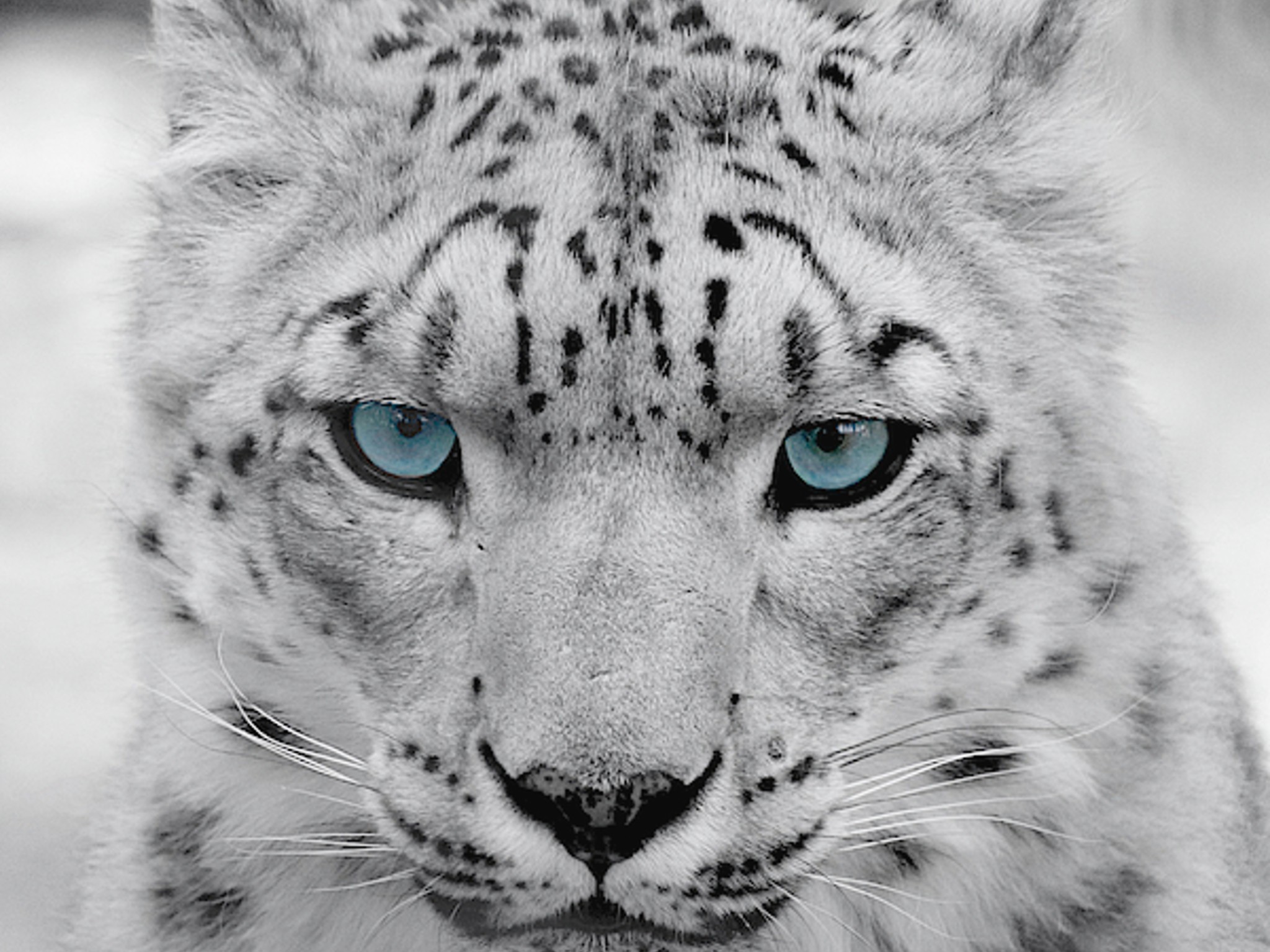 Snow Leopard - RTX 5070 Ti OC | Ryzen 7 9800x3d | 2TB NVME | 32GB @6400 MT/sec | 1000W Gold PSU
