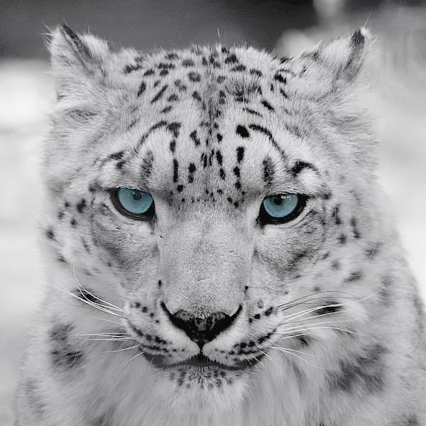 Snow Leopard - RTX 5070 Ti OC | Ryzen 7 9800x3d | 2TB NVME | 32GB @6400 MT/sec | 1000W Gold PSU