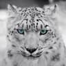 Snow Leopard - RTX 5070 Ti OC | Ryzen 7 9800x3d | 2TB NVME | 32GB @6400 MT/sec | 1000W Gold PSU