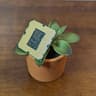 Intel Core i5-650 3.2 GHz 2.5GT/s LGA1156 Desktop CPU Processor
