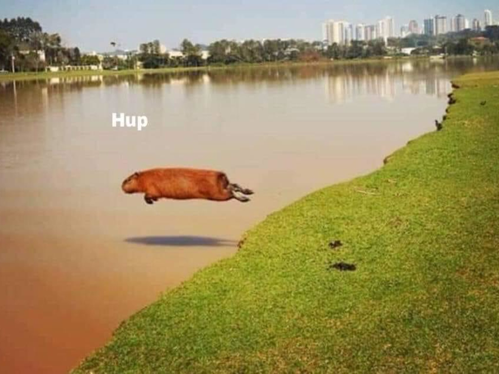 Special Order for Cocoa. So his Grandmother's computer can H U P like a capybara.