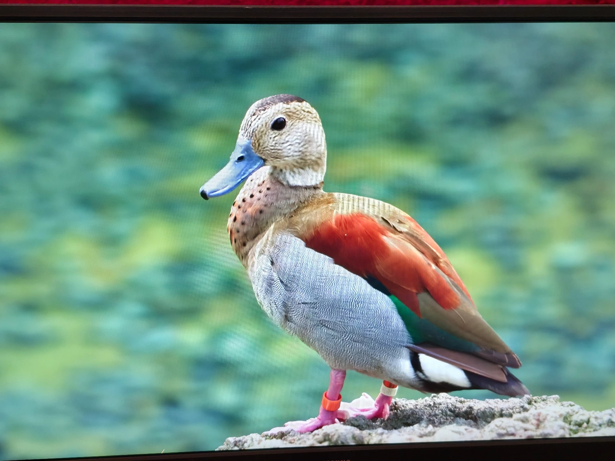 Samsung 24" Essential Monitor