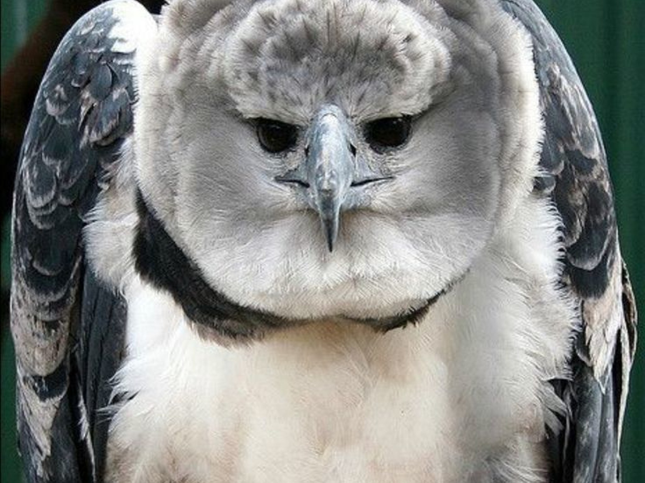 Harpy Eagle - RTX 4080 SUPER | Ryzen 7 7800X3D | 32GB DDR5 @6000MT/sec | 4TB storage | 1000W PSU