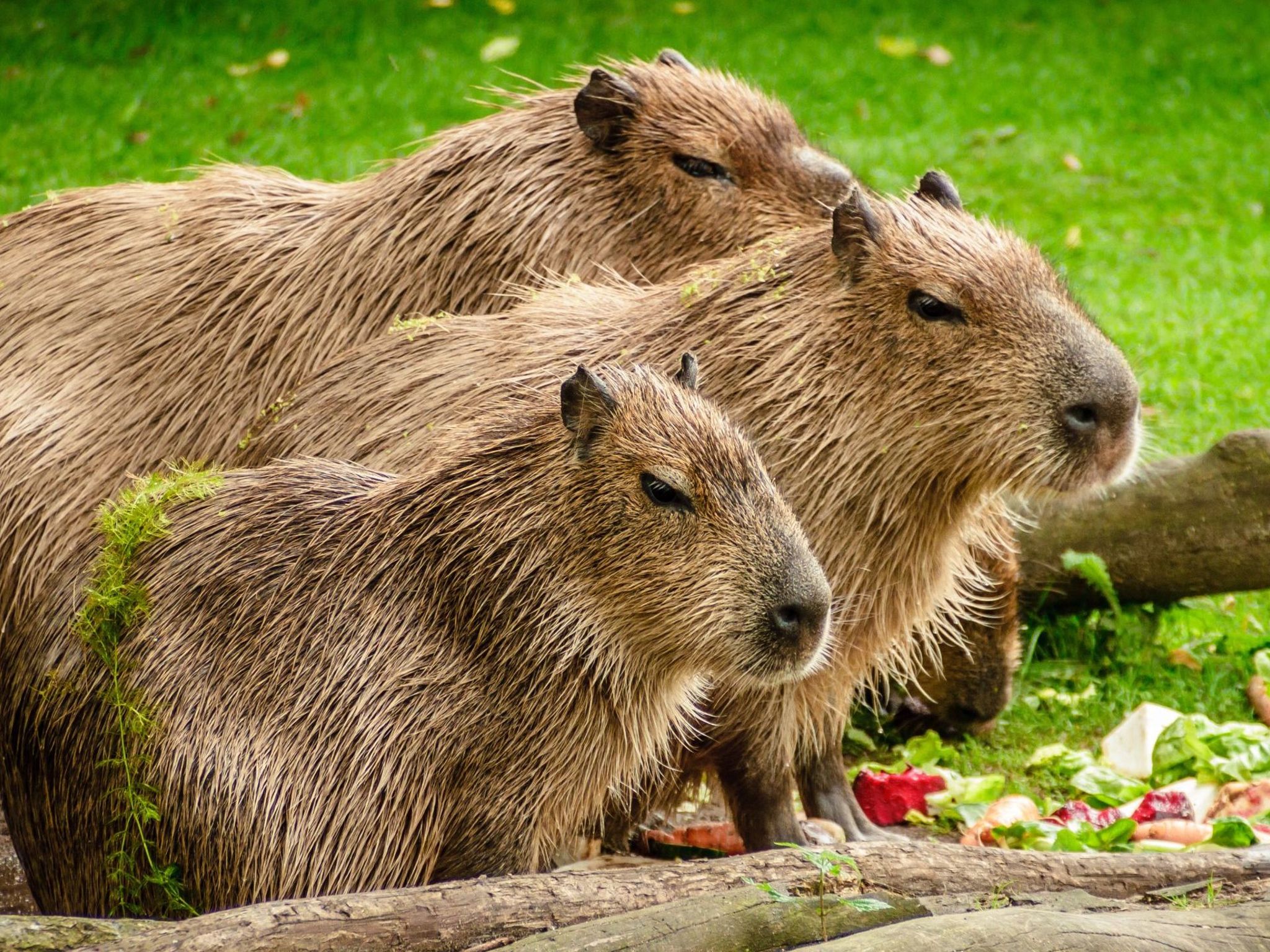 Special Order for Cocoa. So his Grandmother's computer can H U P like a capybara.