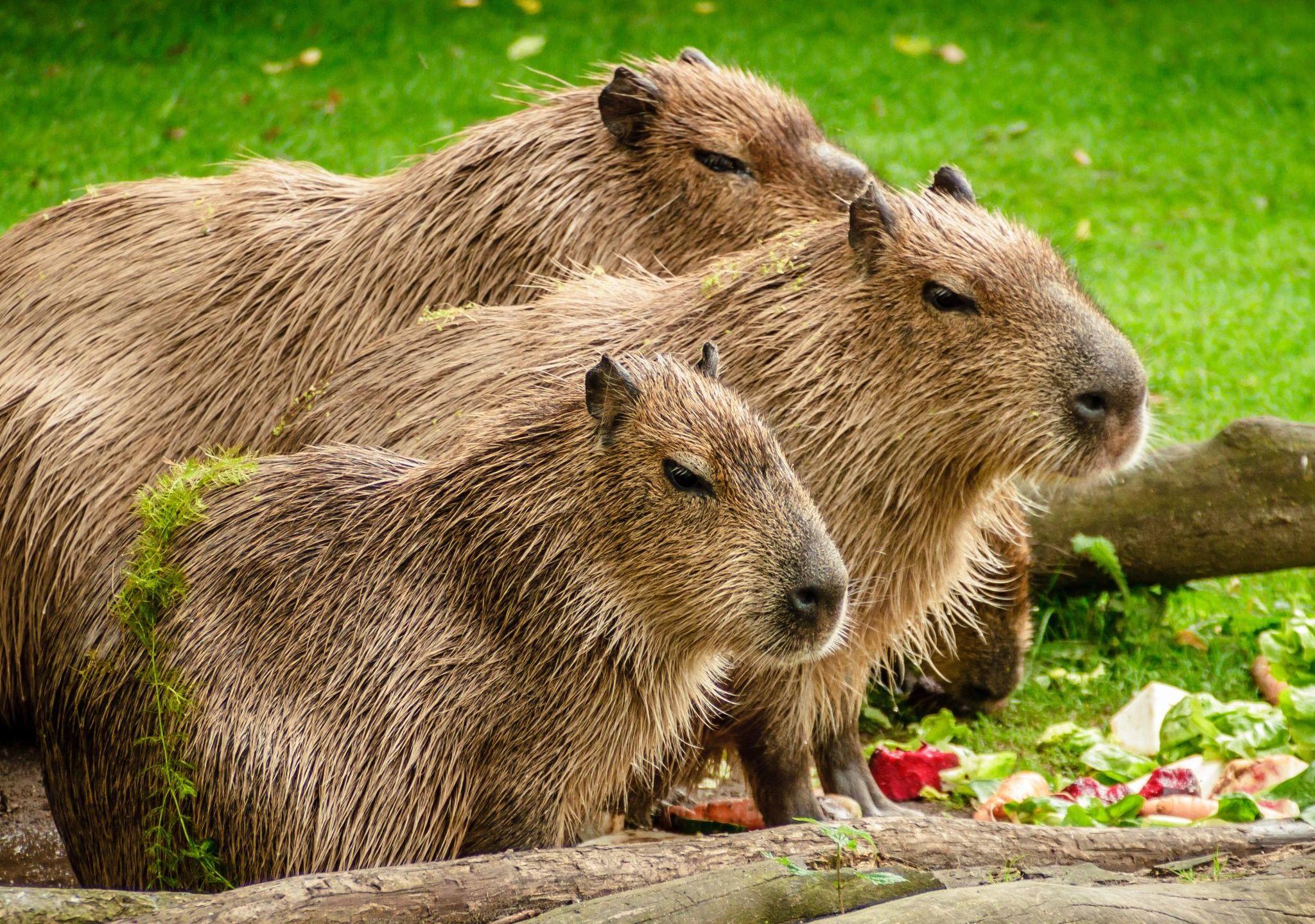 Special Order for Cocoa. So his Grandmother's computer can H U P like a capybara.